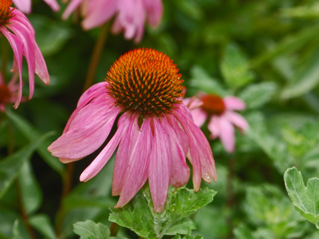 Echinacea purpurea